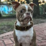 5 bästa hundhalsbanden 2025 – bekväma, hållbara och säkra val för alla hundar. Testvinnare, miljövänliga alternativ och reflekterande halsband i ett komplett bäst-i-test från Husdjurtips.se.