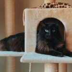 Svart katt vilar på ett beige klösträd med flera nivåer och klösstolpar i rep.