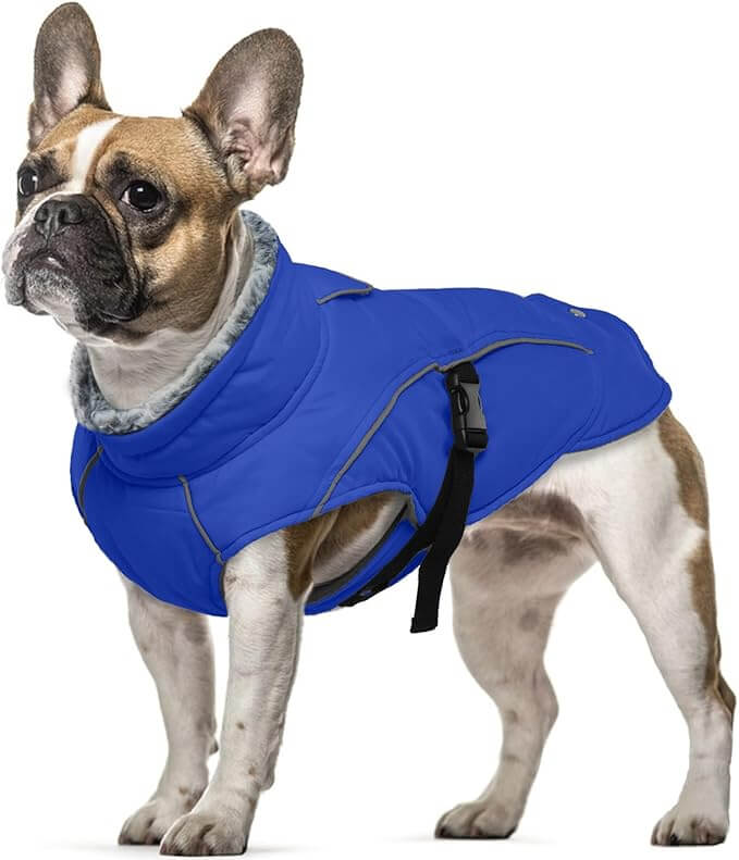 Fransk bulldogg med blå vattentät vinterrock – skyddande hundjacka mot regn, kyla och vind