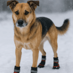 Hund med vinterskor promenerar i snö – vattentäta och halkfria tasskydd som skyddar mot kyla och vägsalt under vinterpromenad.