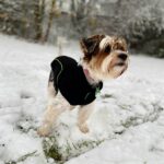 Hund med vinterjacka i snön, varm och vattentät hundjacka bäst i test 2025