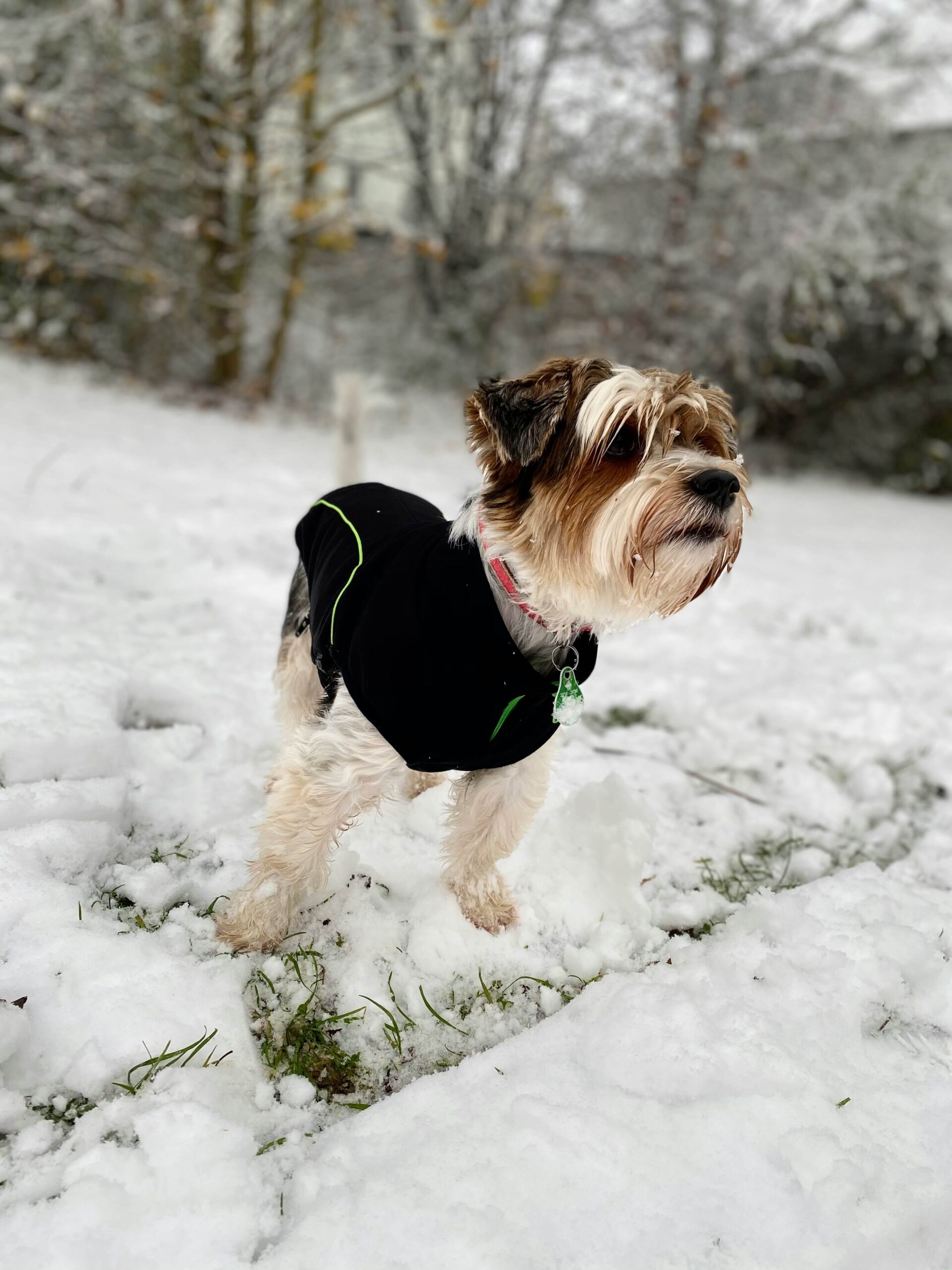 Hund med vinterjacka i snön, varm och vattentät hundjacka bäst i test 2025