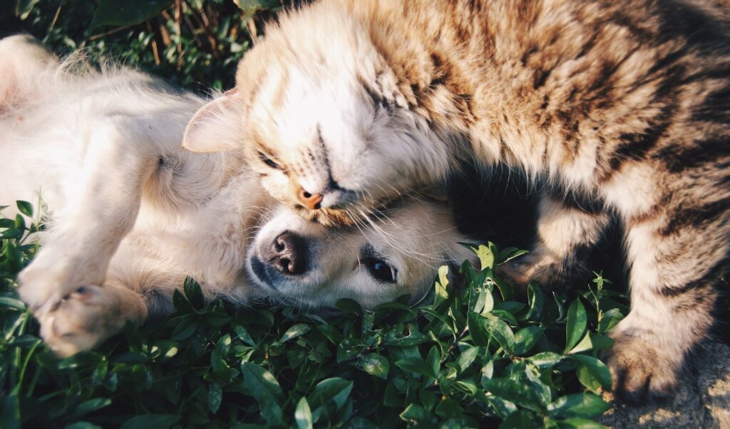 Hund och katt tillsammans – jämför produkter och försäkringar för husdjur