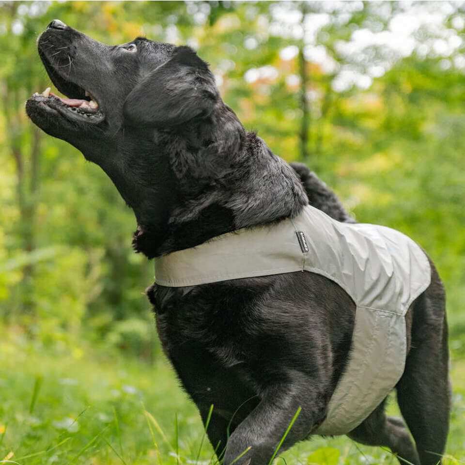 Icepeak Brightly reflexväst för hund med helreflekterande silvermaterial