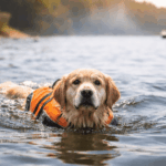 Hund som simmar med hundflytväst på sig